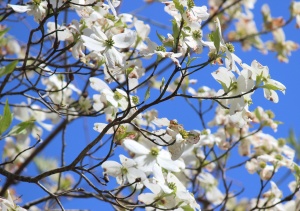 Spring has officially arrived - Flowering Dogwood is in bloom.
