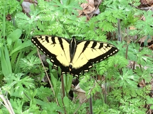 Eastern Tiger Swallowtail/Papilio glaucus - on Carolina Cranesbill/Geranium carolinianum.  We think.