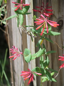 Coral Honeysuckle/Lonicera sempervirens - awaiting pollinators.  This is a hummingbird favorite.